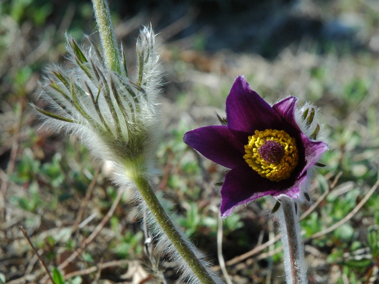 Pulsatilla montana